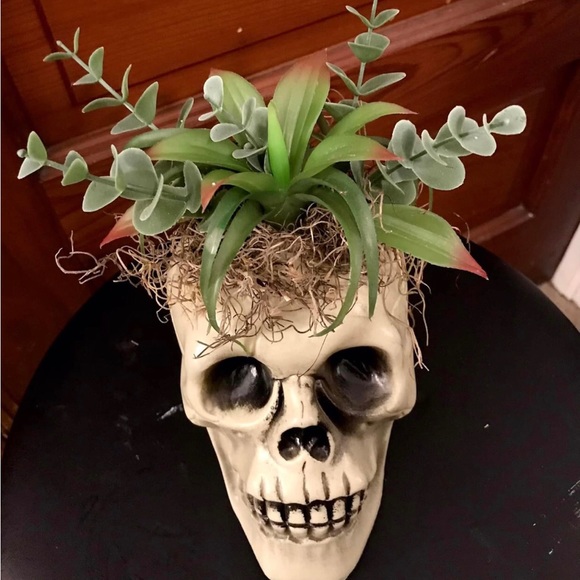 Artificial succulent in skulls - Picture 3 of 3